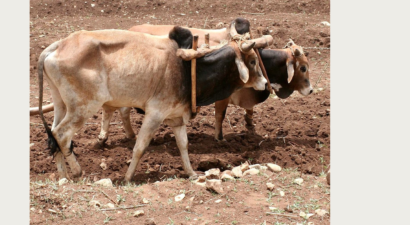 Yoked oxen plowing