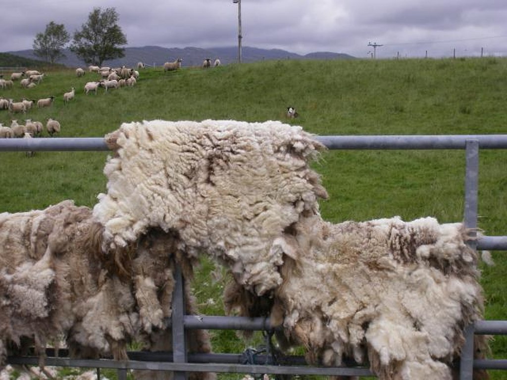 Woolen Fleece