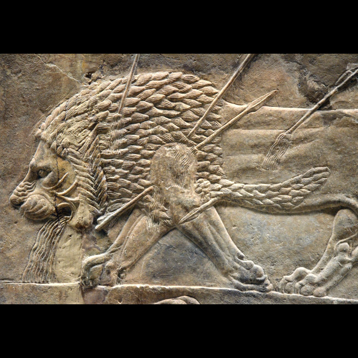lions in lions in