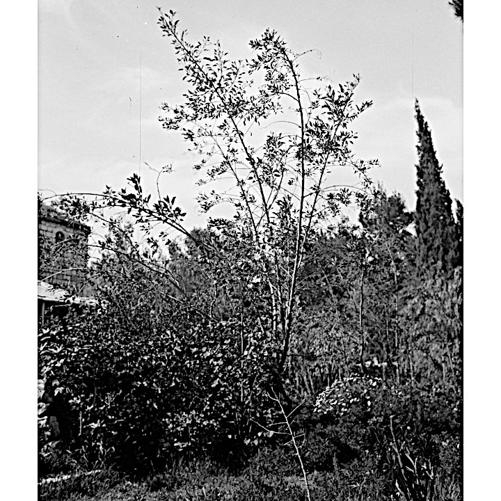 Black Mustard Tree Black Mustard Tree